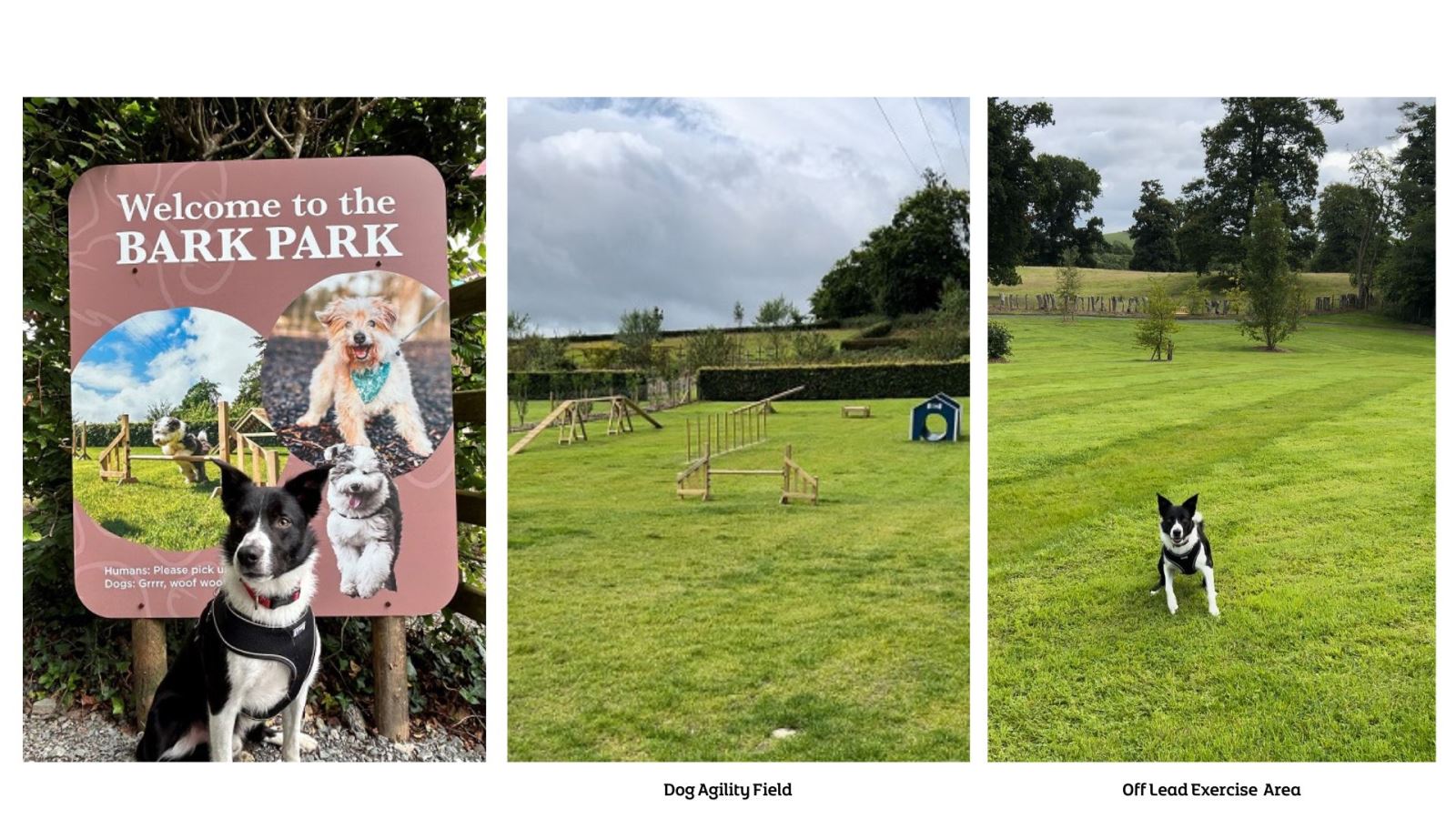 Montalto Bark Park, Ballynahinch